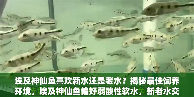 埃及神仙魚喜歡新水還是老水？揭秘最佳飼養(yǎng)環(huán)境，埃及神仙魚偏好弱酸性軟水，新老水交替更利于健康！