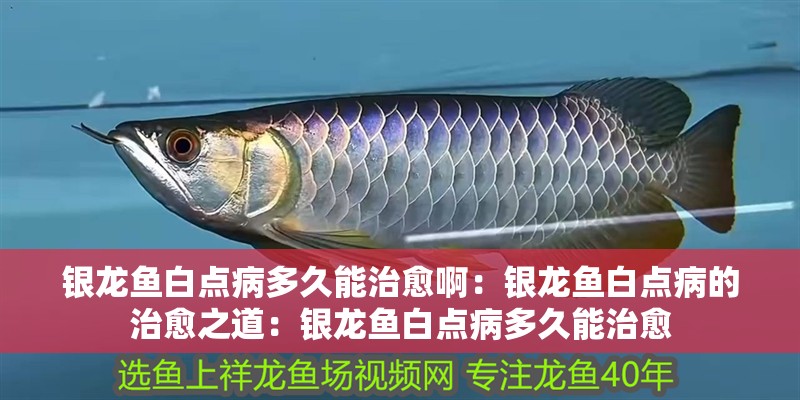 銀龍魚(yú)白點(diǎn)病多久能治愈啊：銀龍魚(yú)白點(diǎn)病的治愈之道：銀龍魚(yú)白點(diǎn)病多久能治愈