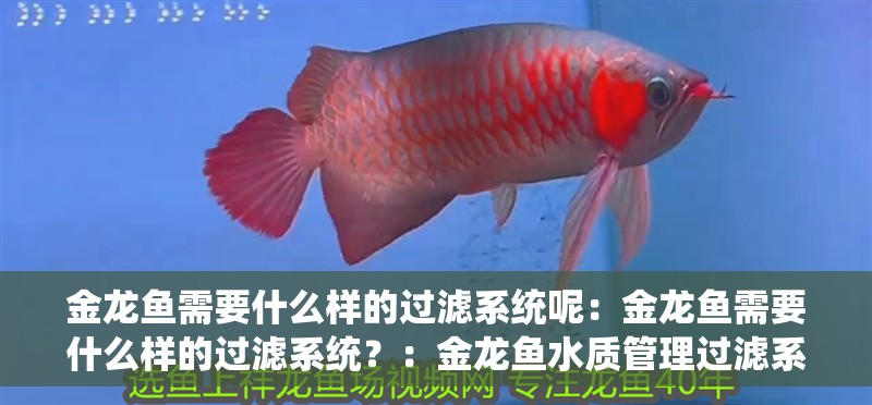 金龍魚需要什么樣的過濾系統呢：金龍魚需要什么樣的過濾系統？：金龍魚水質管理過濾系統是確保其健康和健康和生長環境至關重要