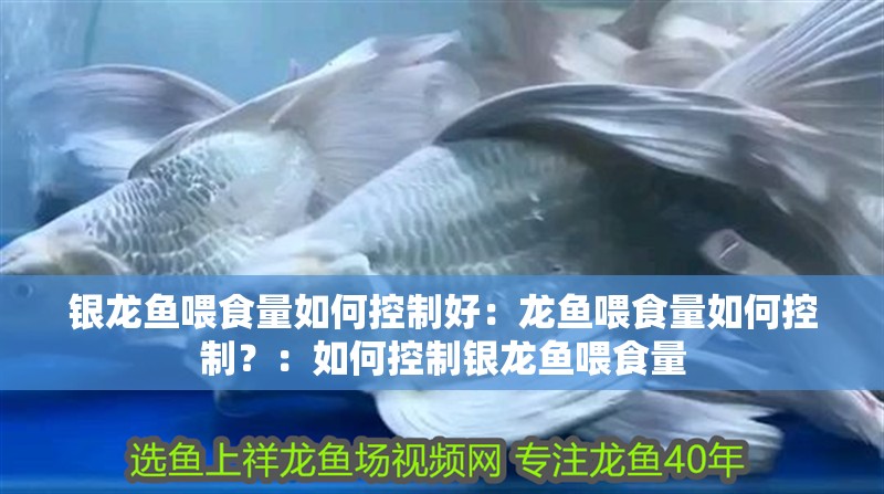 銀龍魚喂食量如何控制好：龍魚喂食量如何控制？：如何控制銀龍魚喂食量