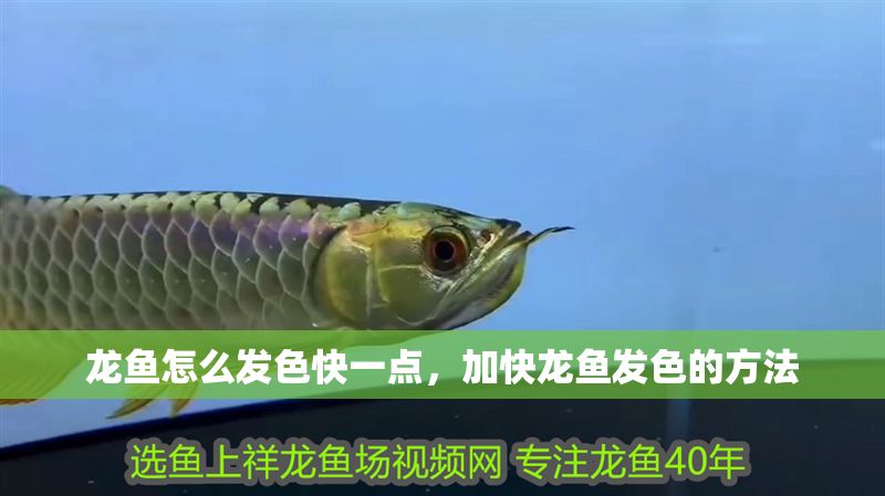 龍魚怎么發色快一點，加快龍魚發色的方法