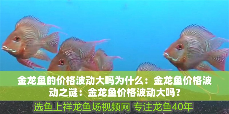 金龍魚的價格波動大嗎為什么：金龍魚價格波動之謎：金龍魚價格波動大嗎？