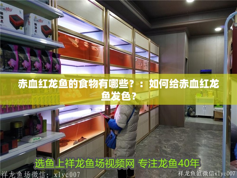 赤血紅龍魚的食物有哪些？：如何給赤血紅龍魚發色？