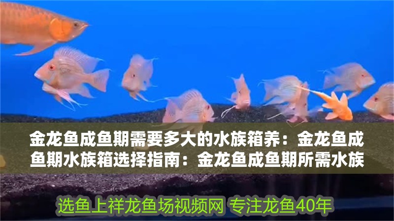 金龍魚成魚期需要多大的水族箱養(yǎng)：金龍魚成魚期水族箱選擇指南：金龍魚成魚期所需水族箱大小