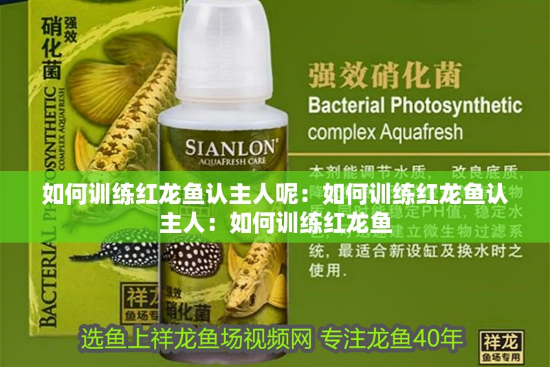 如何訓(xùn)練紅龍魚認主人呢：如何訓(xùn)練紅龍魚認主人：如何訓(xùn)練紅龍魚