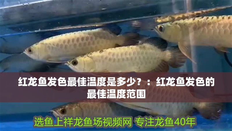 紅龍魚發色最佳溫度是多少？：紅龍魚發色的最佳溫度范圍