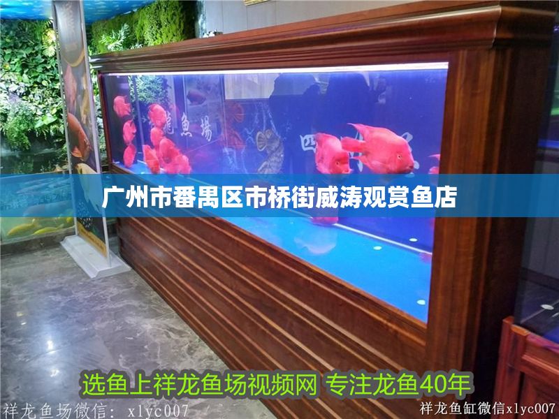 廣州市番禺區市橋街威濤觀賞魚店
