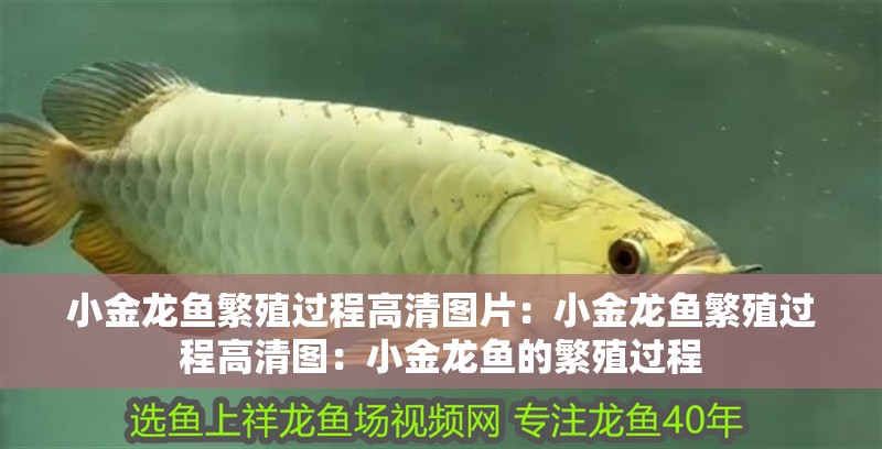 小金龍魚繁殖過程高清圖片：小金龍魚繁殖過程高清圖：小金龍魚的繁殖過程