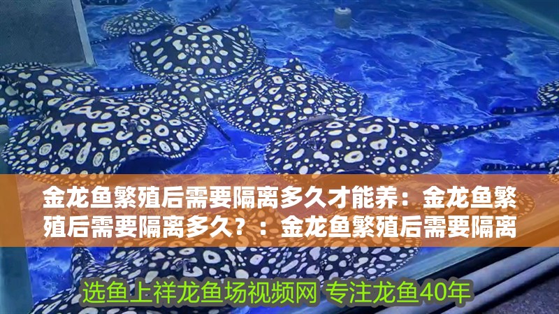 金龍魚繁殖后需要隔離多久才能養(yǎng)：金龍魚繁殖后需要隔離多久？：金龍魚繁殖后需要隔離多久