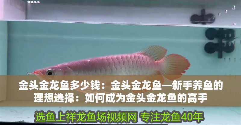 金頭金龍魚多少錢：金頭金龍魚—新手養魚的理想選擇：如何成為金頭金龍魚的高手