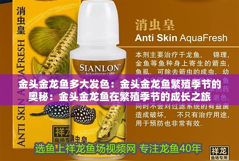 金頭金龍魚多大發(fā)色：金頭金龍魚繁殖季節(jié)的奧秘：金頭金龍魚在繁殖季節(jié)的成長(zhǎng)之旅