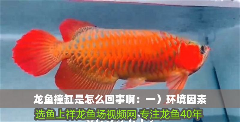 龍魚撞缸是怎么回事啊：一）環境因素