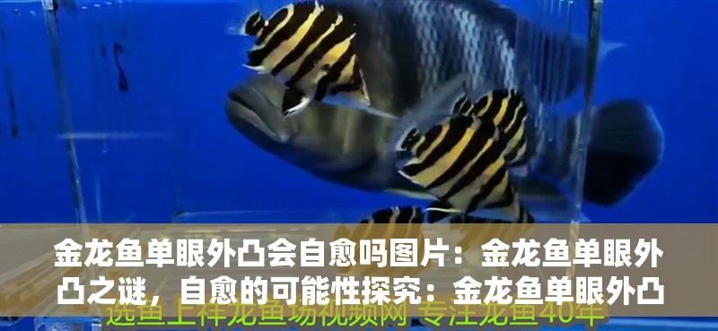 金龍魚單眼外凸會自愈嗎圖片：金龍魚單眼外凸之謎，自愈的可能性探究：金龍魚單眼外凸是否能夠自愈