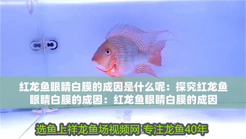 紅龍魚眼睛白膜的成因是什么呢：探究紅龍魚眼睛白膜的成因：紅龍魚眼睛白膜的成因