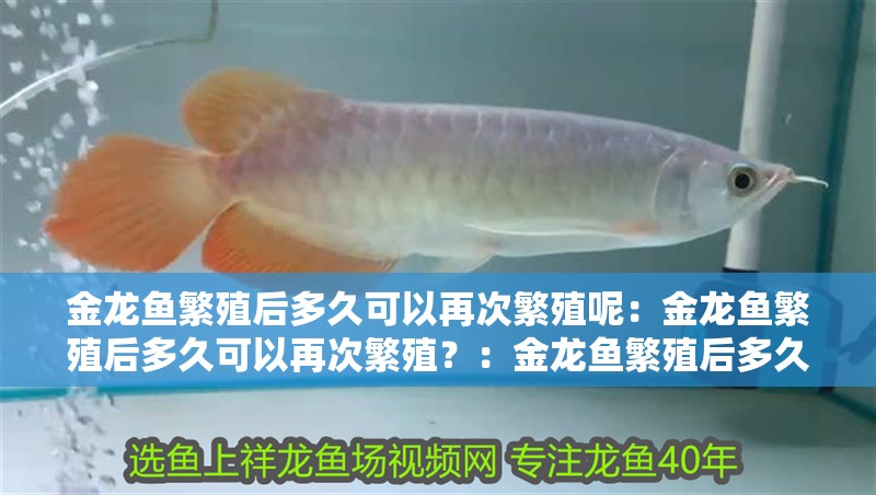 金龍魚(yú)繁殖后多久可以再次繁殖呢：金龍魚(yú)繁殖后多久可以再次繁殖？：金龍魚(yú)繁殖后多久可以再次繁殖