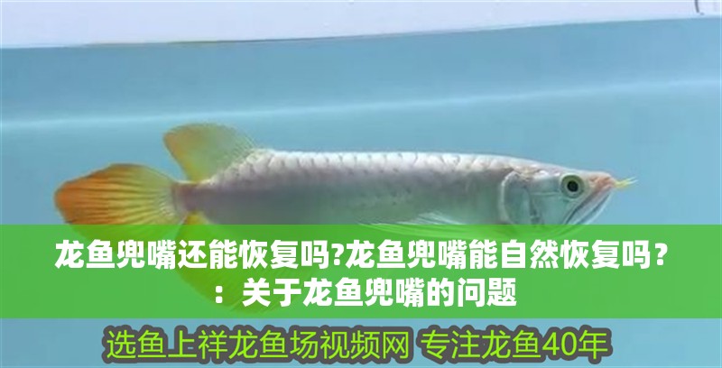 龍魚(yú)兜嘴還能恢復(fù)嗎?龍魚(yú)兜嘴能自然恢復(fù)嗎？：關(guān)于龍魚(yú)兜嘴的問(wèn)題