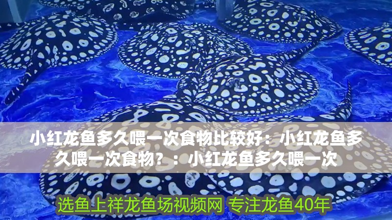 小紅龍魚多久喂一次食物比較好：小紅龍魚多久喂一次食物？：小紅龍魚多久喂一次