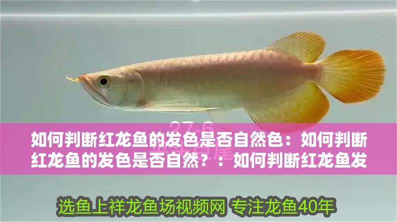 如何判斷紅龍魚的發(fā)色是否自然色：如何判斷紅龍魚的發(fā)色是否自然？：如何判斷紅龍魚發(fā)色是否自然