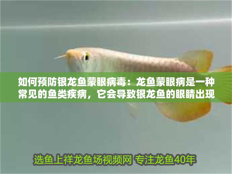 如何預防銀龍魚蒙眼病毒：龍魚蒙眼病是一種常見的魚類疾病，它會導致銀龍魚的眼睛出現紅腫、流淚甚至失明。為了預防銀龍魚蒙眼病，我們需要從以下幾個方面入手：如何預防銀龍魚蒙眼病