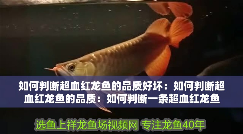 如何判斷超血紅龍魚的品質(zhì)好壞：如何判斷超血紅龍魚的品質(zhì)：如何判斷一條超血紅龍魚