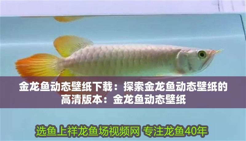 金龍魚動態壁紙下載：探索金龍魚動態壁紙的高清版本：金龍魚動態壁紙