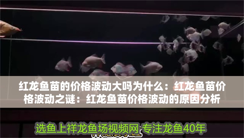紅龍魚苗的價格波動大嗎為什么：紅龍魚苗價格波動之謎：紅龍魚苗價格波動的原因分析