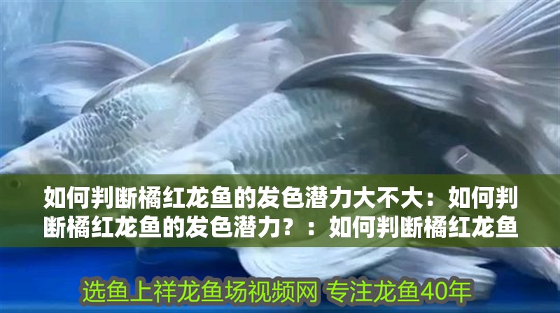 如何判斷橘紅龍魚的發色潛力大不大：如何判斷橘紅龍魚的發色潛力？：如何判斷橘紅龍魚的發色潛力 如何判斷橘紅龍魚的發色潛力大不大：如何判斷橘紅龍魚的發色潛力？：如何判斷橘紅龍魚的發色潛力 水族問答