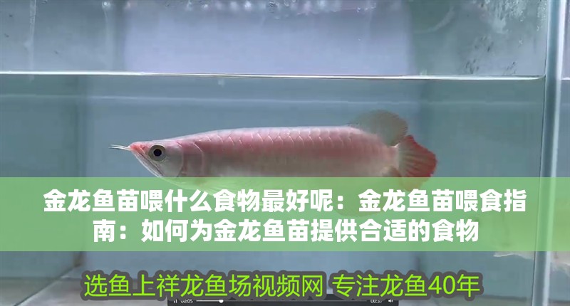 金龍魚苗喂什么食物最好呢：金龍魚苗喂食指南：如何為金龍魚苗提供合適的食物