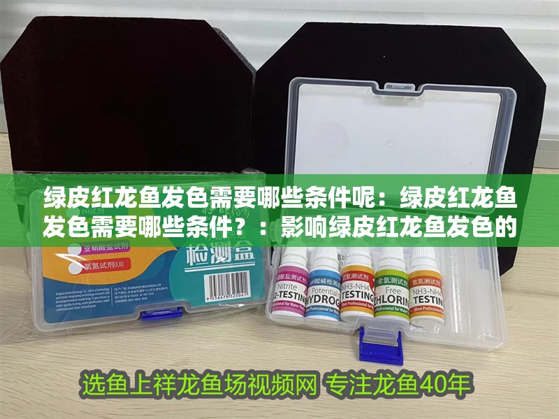 綠皮紅龍魚發色需要哪些條件呢：綠皮紅龍魚發色需要哪些條件？：影響綠皮紅龍魚發色的因素