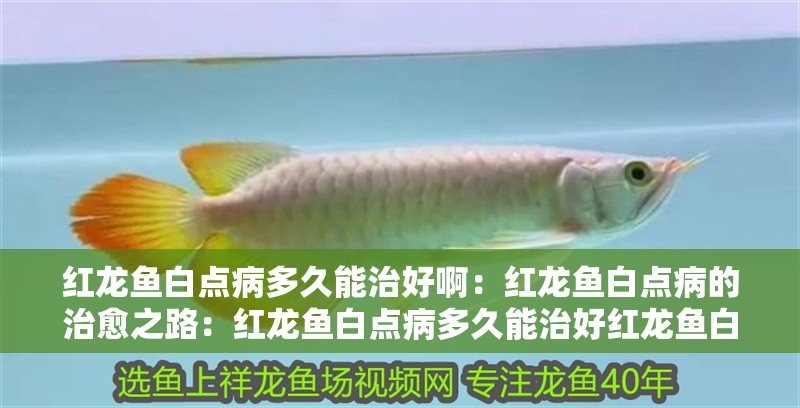 紅龍魚白點病多久能治好?。杭t龍魚白點病的治愈之路：紅龍魚白點病多久能治好紅龍魚白點病多久能治好呢