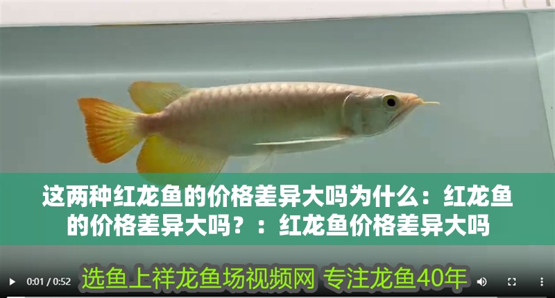 這兩種紅龍魚的價格差異大嗎為什么：紅龍魚的價格差異大嗎？：紅龍魚價格差異大嗎
