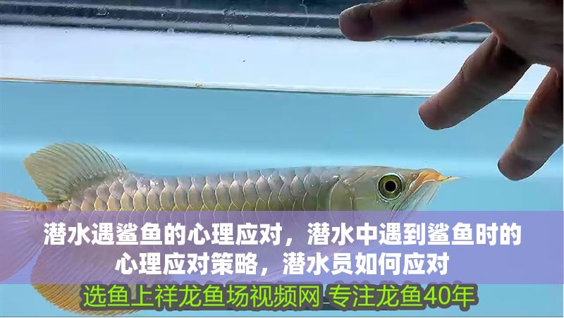 潛水遇鯊魚的心理應對，潛水中遇到鯊魚時的心理應對策略，潛水員如何應對