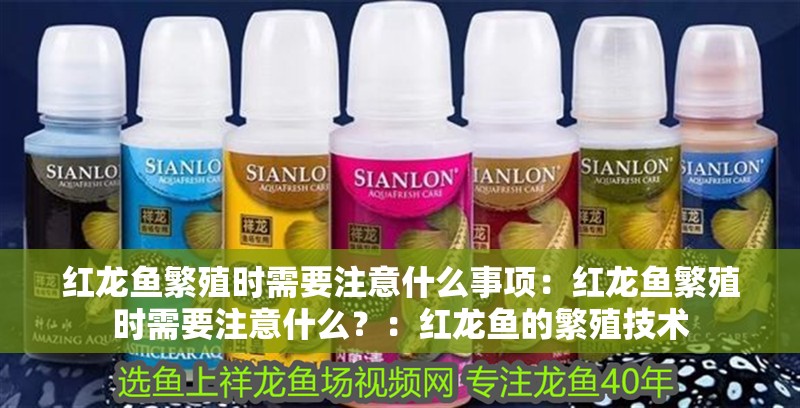 紅龍魚繁殖時需要注意什么事項：紅龍魚繁殖時需要注意什么？：紅龍魚的繁殖技術