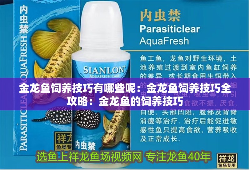 金龍魚飼養技巧有哪些呢：金龍魚飼養技巧全攻略：金龍魚的飼養技巧
