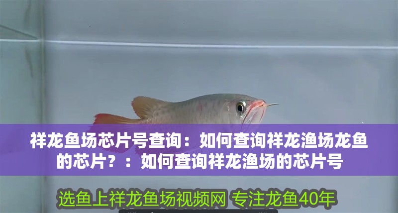 祥龍魚場芯片號查詢：如何查詢祥龍漁場龍魚的芯片？：如何查詢祥龍漁場的芯片號
