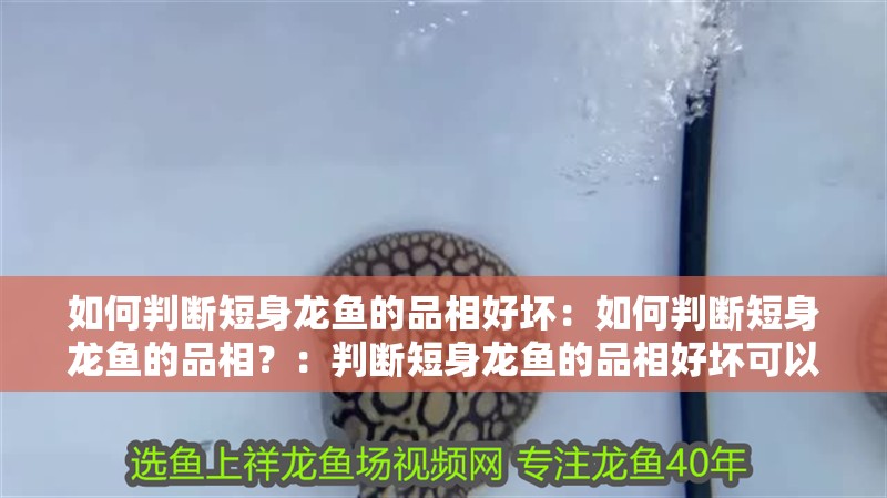 如何判斷短身龍魚的品相好壞：如何判斷短身龍魚的品相？：判斷短身龍魚的品相好壞可以從多方面進(jìn)行短身龍魚的品相