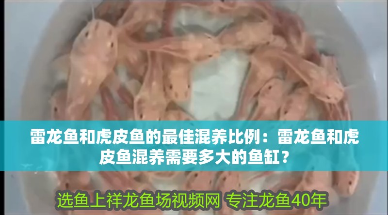 雷龍魚和虎皮魚的最佳混養(yǎng)比例：雷龍魚和虎皮魚混養(yǎng)需要多大的魚缸？