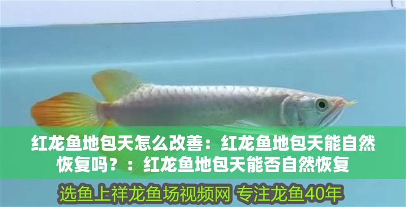紅龍魚地包天怎么改善：紅龍魚地包天能自然恢復嗎？：紅龍魚地包天能否自然恢復