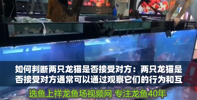 如何判斷兩只龍貓是否接受對方：兩只龍貓是否接受對方通?？梢酝ㄟ^觀察它們的行為和互動來評估