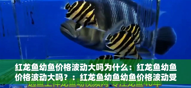 紅龍魚幼魚價格波動大嗎為什么：紅龍魚幼魚價格波動大嗎？：紅龍魚幼魚幼魚價格波動受多種因素影響幼魚價格波動