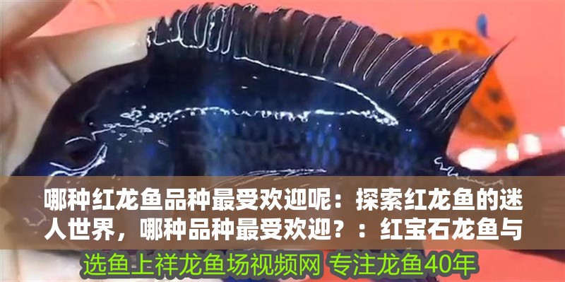 哪種紅龍魚品種最受歡迎呢：探索紅龍魚的迷人世界，哪種品種最受歡迎？：紅寶石龍魚與紅龍魚的區別