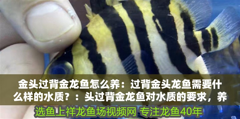 金頭過背金龍魚怎么養：過背金頭龍魚需要什么樣的水質？：頭過背金龍魚對水質的要求，養好龍魚的細胞結構疾病