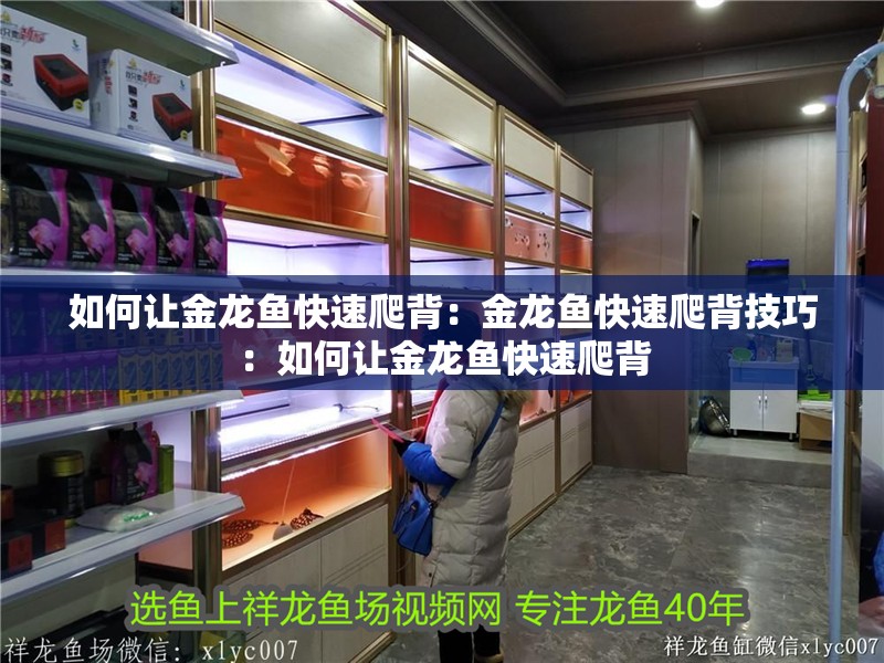 如何讓金龍魚快速爬背：金龍魚快速爬背技巧：如何讓金龍魚快速爬背