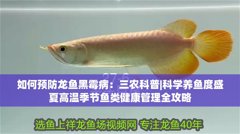 如何預防龍魚黑霉病：三農科普|科學養魚度盛夏高溫季節魚類健康管理全攻略