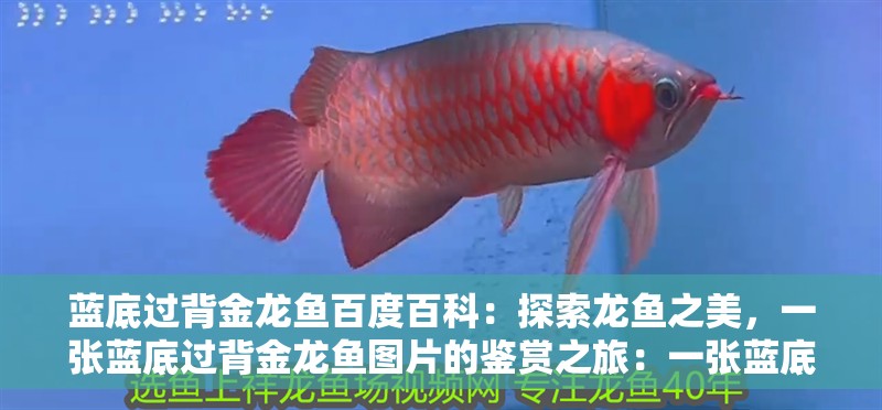 藍底過背金龍魚百度百科：探索龍魚之美，一張藍底過背金龍魚圖片的鑒賞之旅：一張藍底過背金龍魚的圖片，感受其獨特的魅力所在