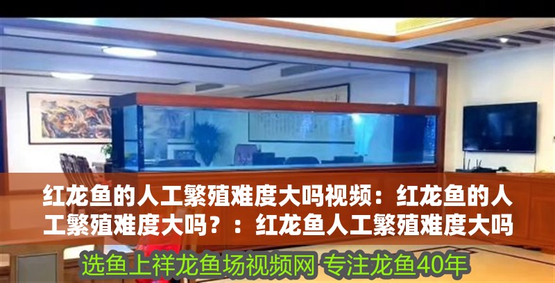 紅龍魚的人工繁殖難度大嗎視頻：紅龍魚的人工繁殖難度大嗎？：紅龍魚人工繁殖難度大嗎？