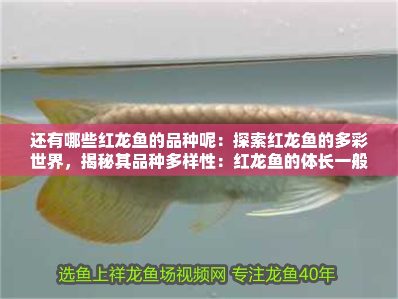 還有哪些紅龍魚的品種呢：探索紅龍魚的多彩世界，揭秘其品種多樣性：紅龍魚的體長一般在15至25厘米之間鮮艷且富有層次感