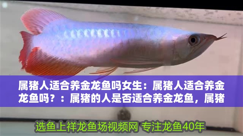 屬豬人適合養(yǎng)金龍魚嗎女生：屬豬人適合養(yǎng)金龍魚嗎？：屬豬的人是否適合養(yǎng)金龍魚，屬豬的人適合養(yǎng)金龍魚嗎