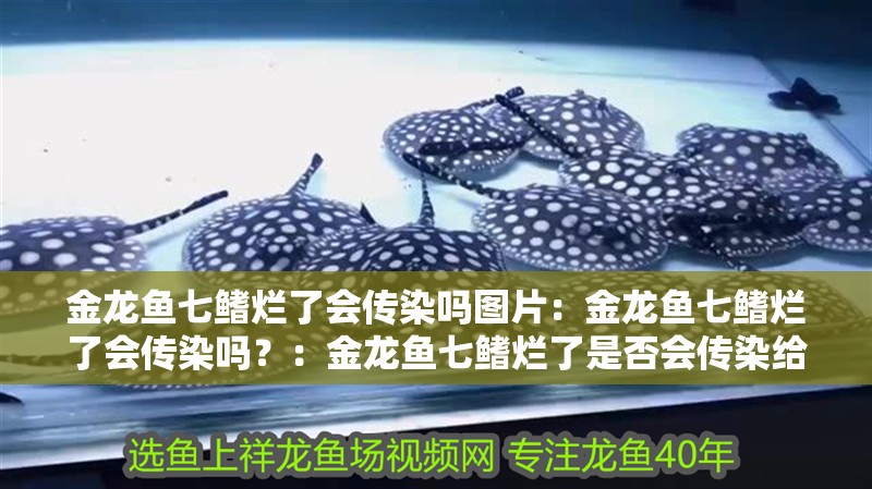 金龍魚七鰭爛了會(huì)傳染嗎圖片：金龍魚七鰭爛了會(huì)傳染嗎？：金龍魚七鰭爛了是否會(huì)傳染給其他金龍魚健康的鱗片