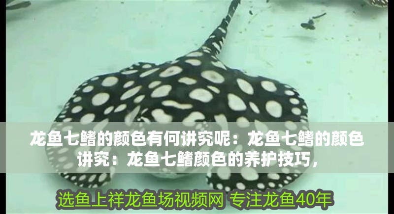 龍魚七鰭的顏色有何講究呢：龍魚七鰭的顏色講究：龍魚七鰭顏色的養護技巧，
